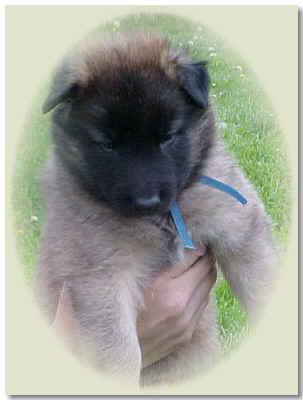 Blue Boy @ 4 wks