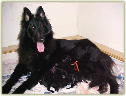 BasqueLaine-N-Maximum Ready or Not HIC and her babies