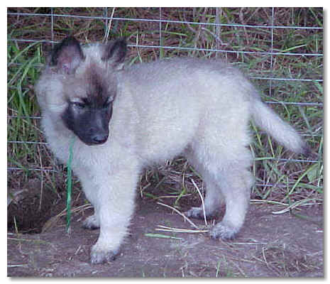 P.J. at 7 wks of age