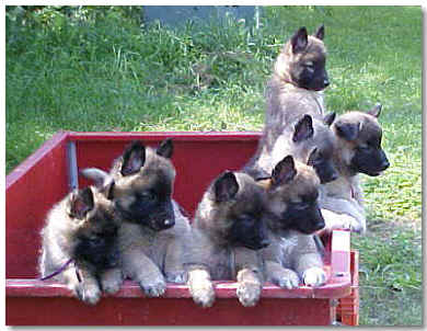 Seven of the eight pups