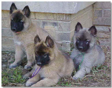 Pink Girl, Purple Girl & Green Boy