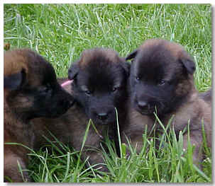 Pups @ 3 wks
