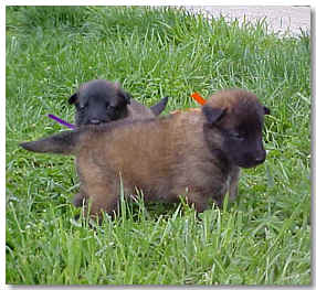 Orange & Purple @ 3 wks