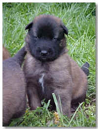 green or purple? at 3 wks