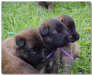 Pups @ 3 wks