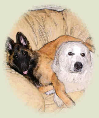 baby Giuseppe and Cache the Pyr