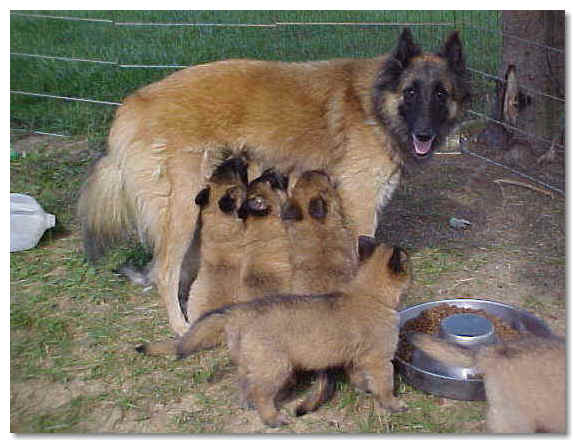 Serah and puppies