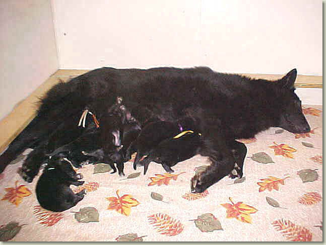 Tori and puppies at 1 week of age