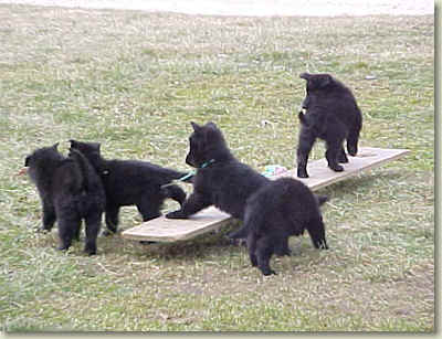 puppies play on the teeter