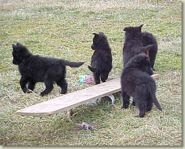 puppies play on the teeter