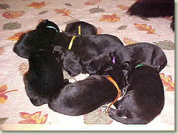 a pile of sleeping puppies