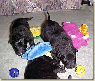 Pups discover toys
