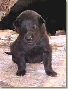one of the pups, which one?