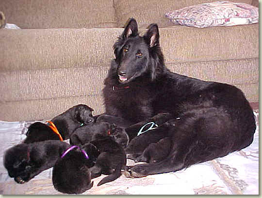 Tori and babies at 2 weeks of age