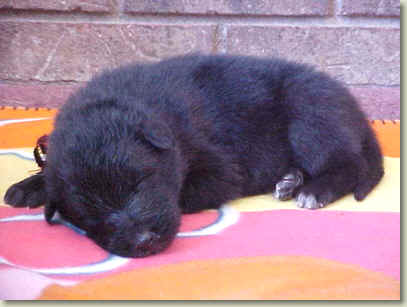 sleepy Maroon Boy