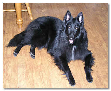 Ursa at 9 mos of age