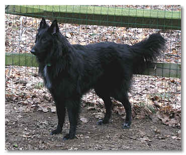 Ursa at 9 mos of age