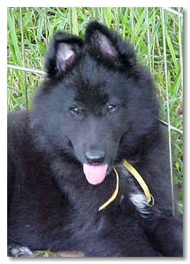 Ursa at 8 wks of age