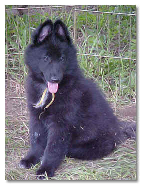 Ursa at 8 wks of age